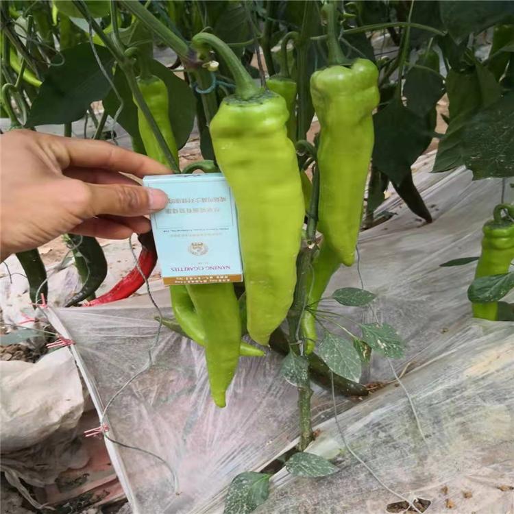 大果尖椒苗 寿光 耐热辣椒苗 抗病虫害