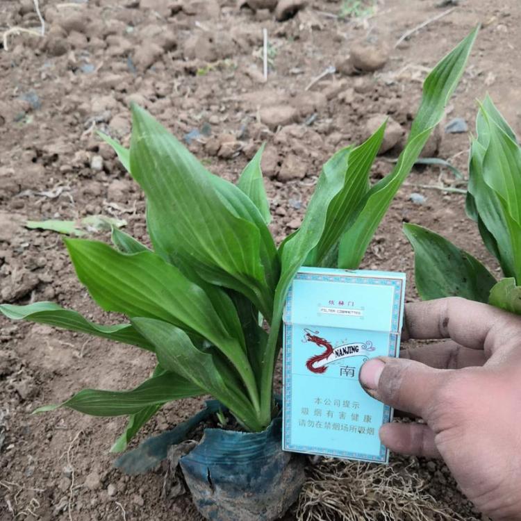 玉簪基地 白玉簪价格 金边玉簪价格 紫花玉簪价格 玉簪价格
