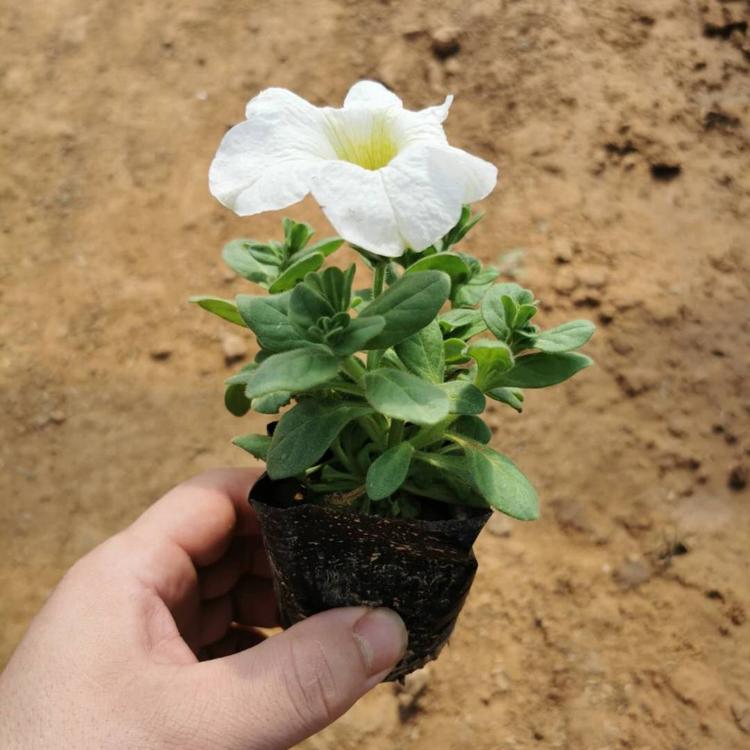 矮牵牛青州 牵牛花价格 碧冬茄批发 绿化专用苗