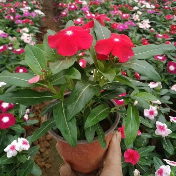 长春花 多年生时令草花长春花 进口长春花价格 长期批发长春花