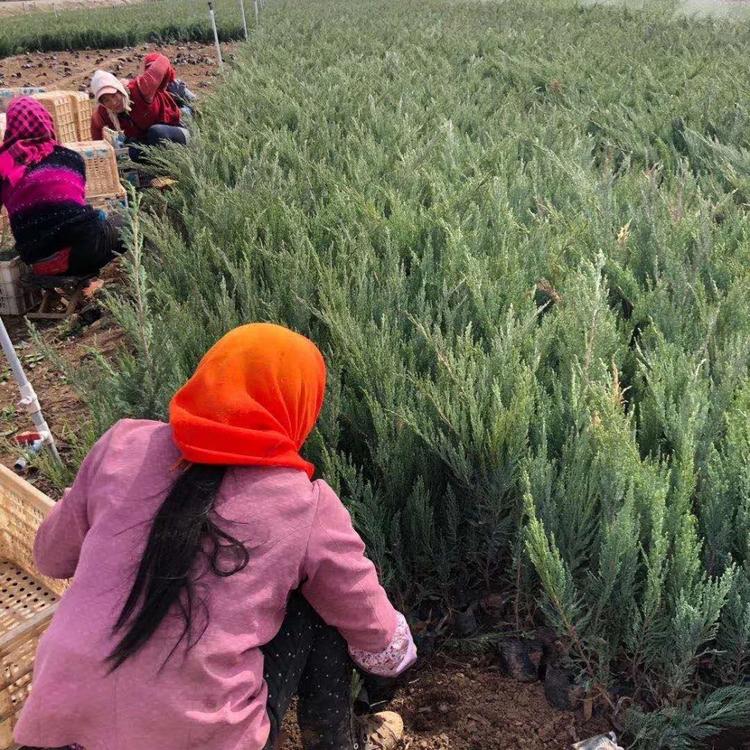 沙地柏批发 沙地柏小苗 沙地柏种植基地 森木花卉
