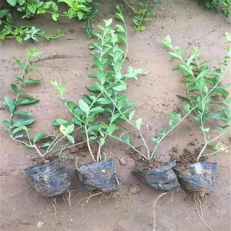 花卉市场批发扶芳藤种苗苗子