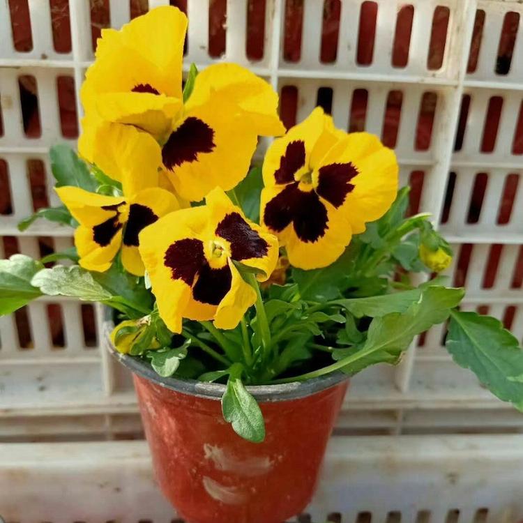 山东青州花卉 三色堇供应商 三色堇批发 青州草花批发 青州花卉
