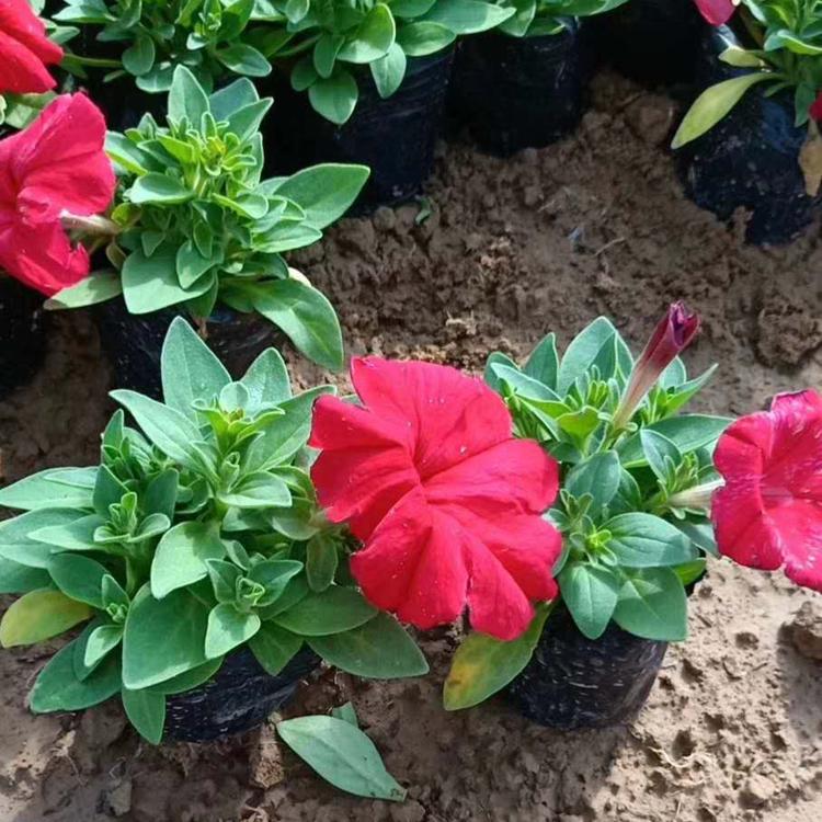 矮牵牛 矮牵牛价格  矮牵牛批发 青州草花批发 青州花卉 花卉基地 现货供应