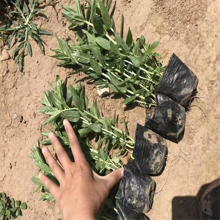 开春推荐千屈菜小苗 青州千屈菜小苗 千屈菜批发