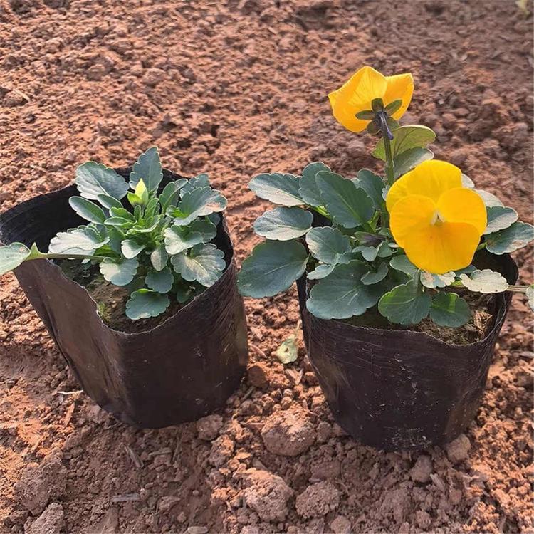 基地种植三色堇盆花 山东三色堇供应 三色堇盆花
