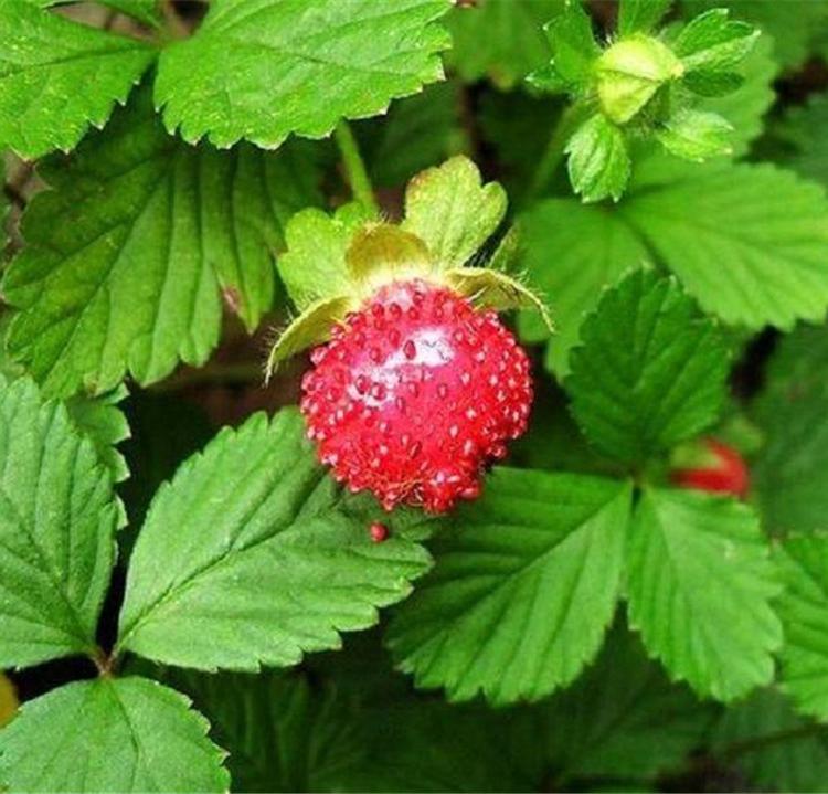 山东蛇莓种植 现货供应蛇莓小皮碗 蛇莓种植
