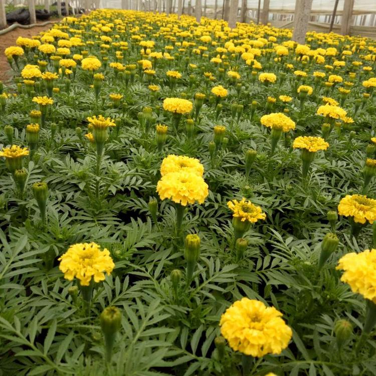 万寿菊 大量批发万寿菊盆栽花 花坛布景 长期供应时令花卉