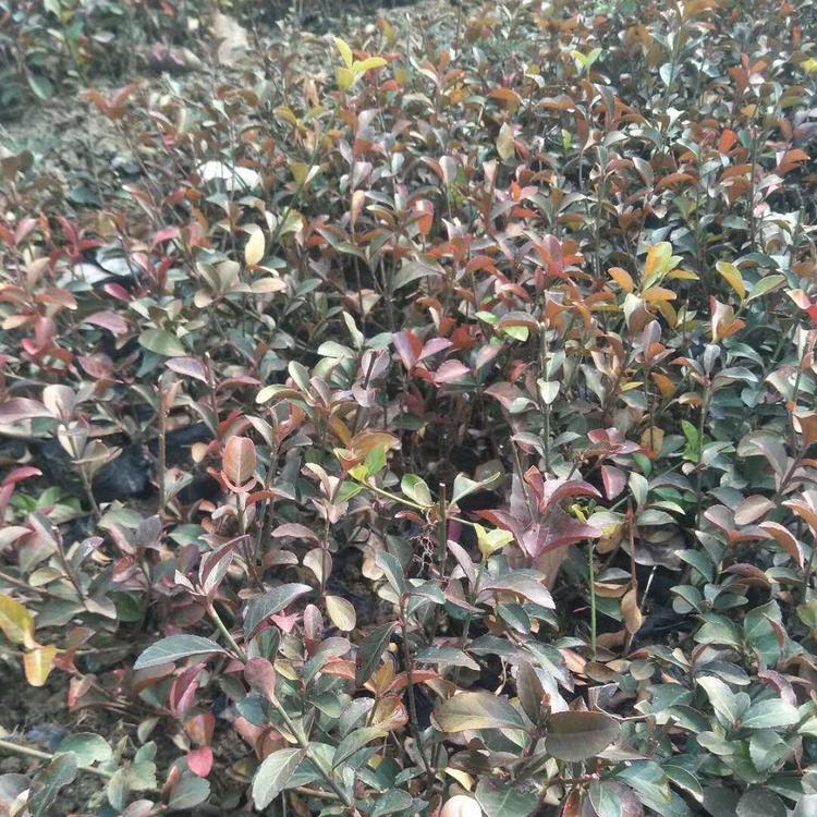 绿化用大叶扶芳藤 大叶扶芳藤价格 量大从优
