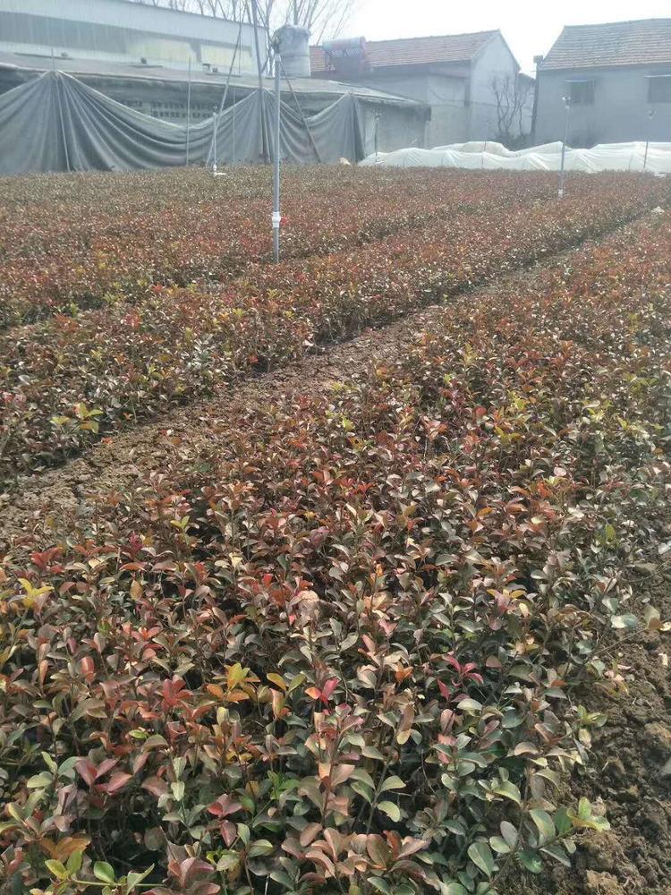 绿化用大叶扶芳藤 大叶扶芳藤种植基地 量大从优