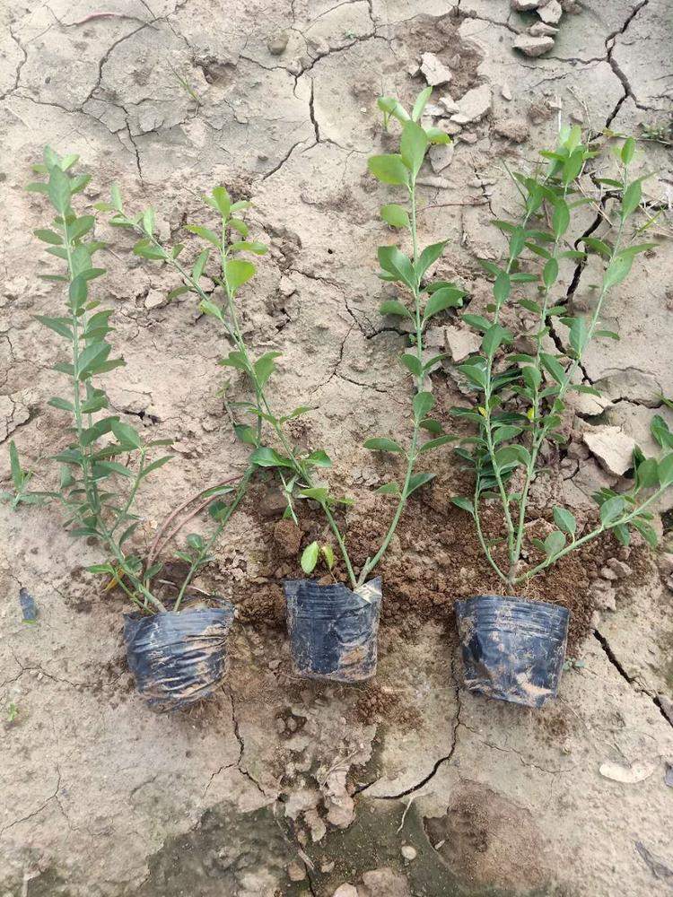 供应大叶扶芳藤 大叶扶芳藤批发基地 欢迎咨询