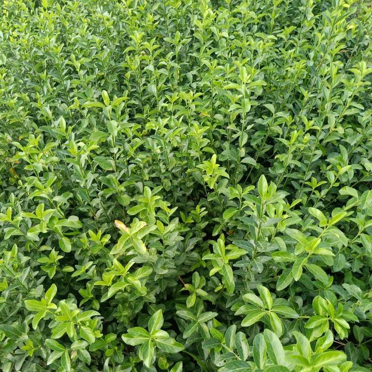 供应大叶扶芳藤 大叶扶芳藤种植基地 大量现货