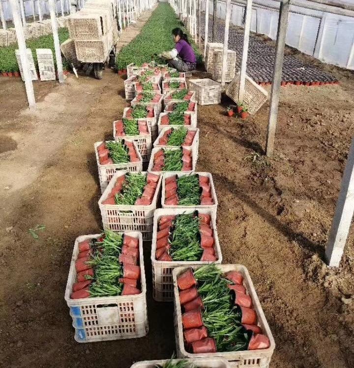 杂交石竹 青州花卉批发 杂交石竹种植找丰林花卉