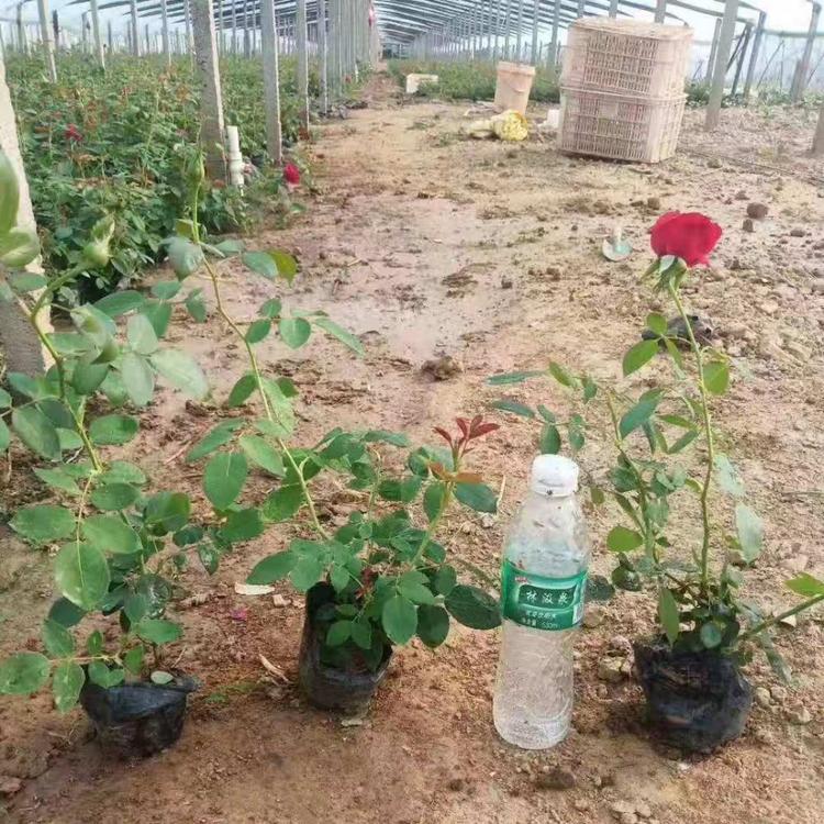 大花月季 多色月季出售 青州月季批发 现货供应