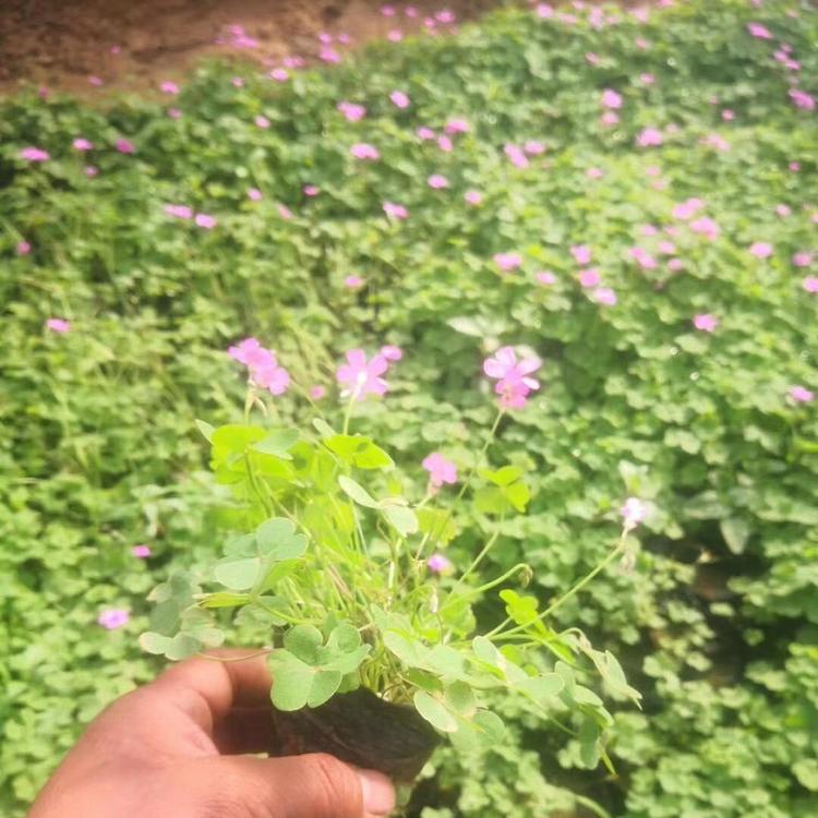 酢浆草批发价格 青州酢浆草销售 现货直销