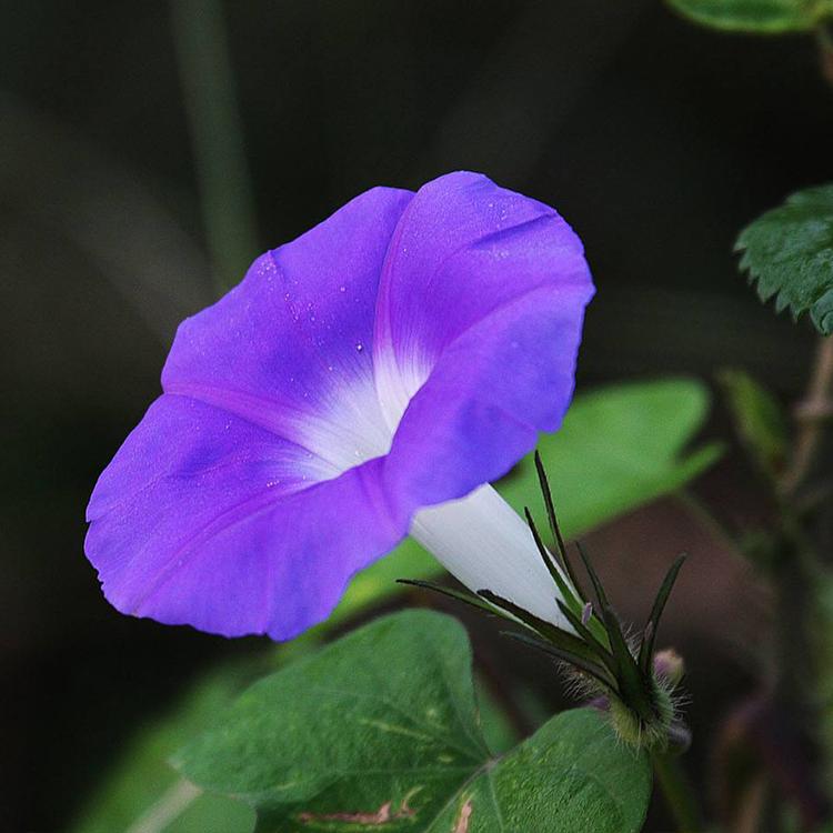 牵牛种植基地 花卉苗木基地 牵牛批发基地 顺阳