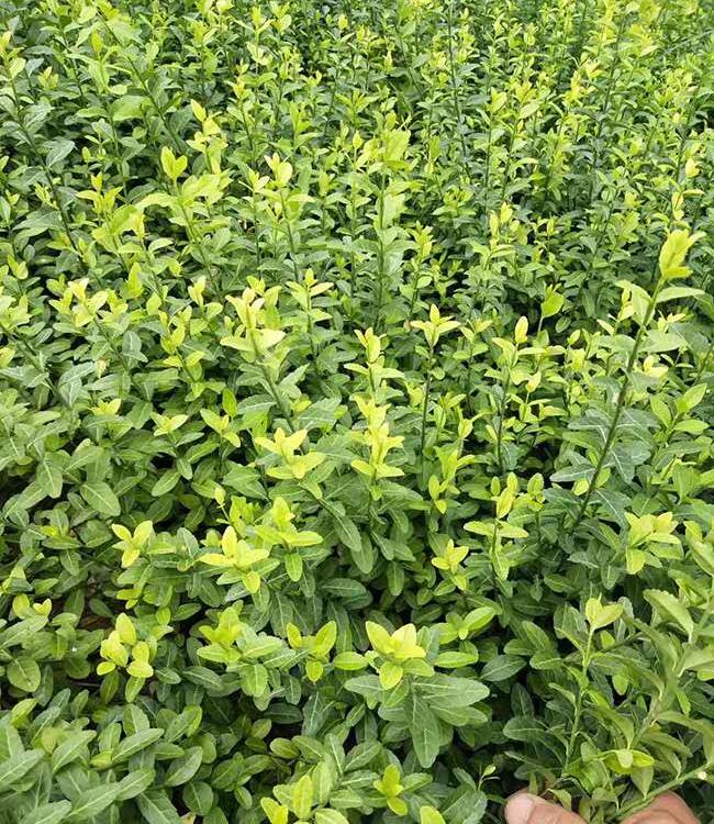 山东黄楼草花基地 扶芳藤  扶芳藤批发 扶芳藤苗