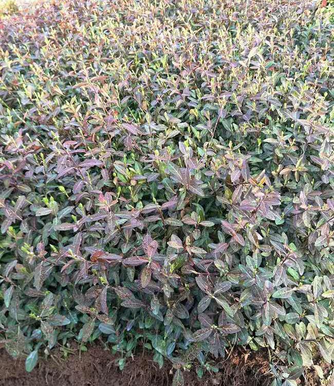 青州花卉 扶芳藤  山东黄楼基地扶芳藤批发 绿化用苗扶芳藤苗