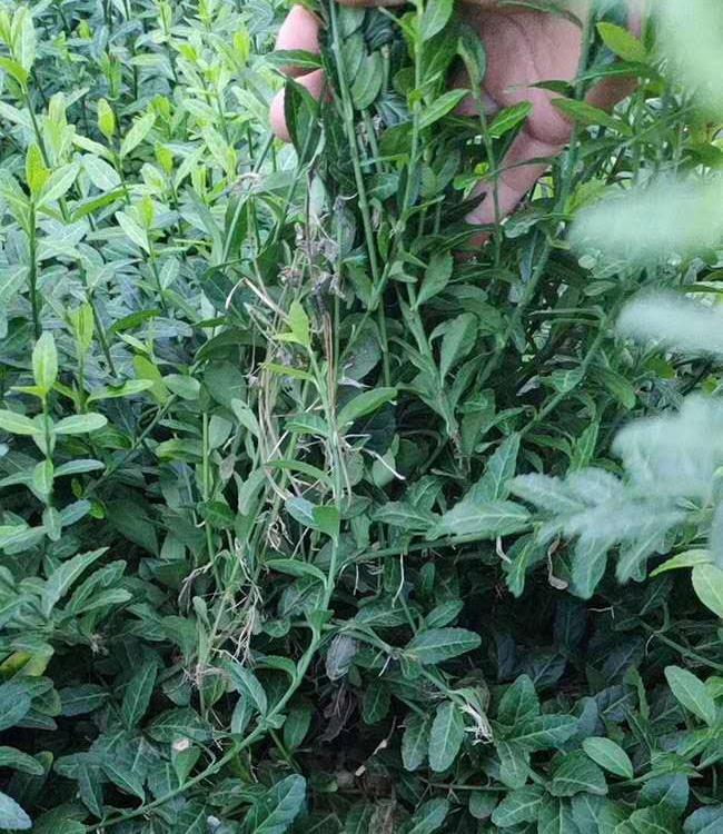 黄楼扶芳藤批发 扶芳藤青州基地供应 扶芳藤大量现货供应