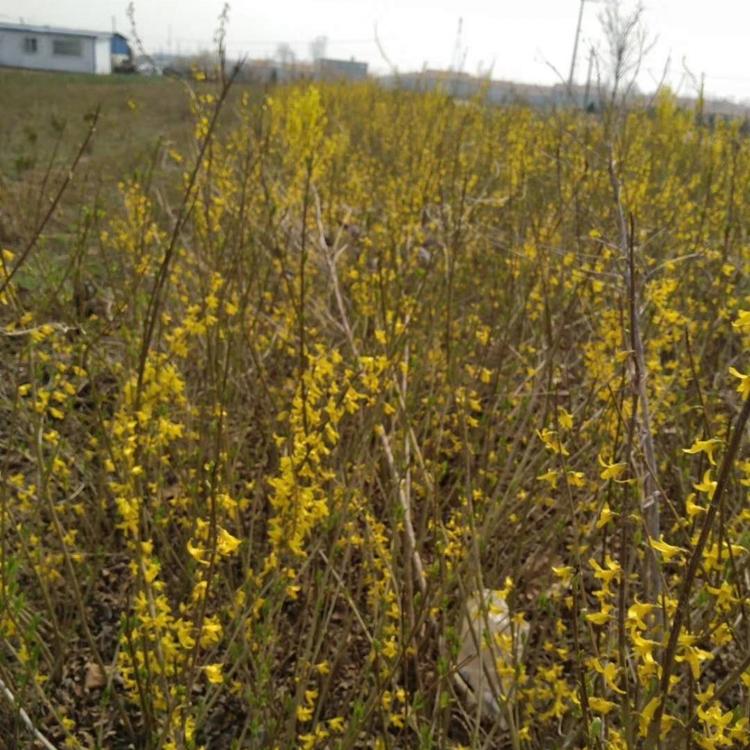 青州花卉连翘 连翘黄楼基地批发 连翘价格 青州连翘基地大量供应