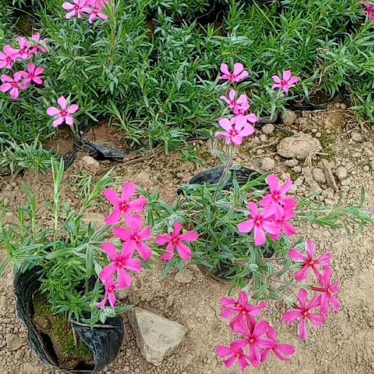 涵香 丛生福禄考报价 观赏花卉 花海景观绿植
