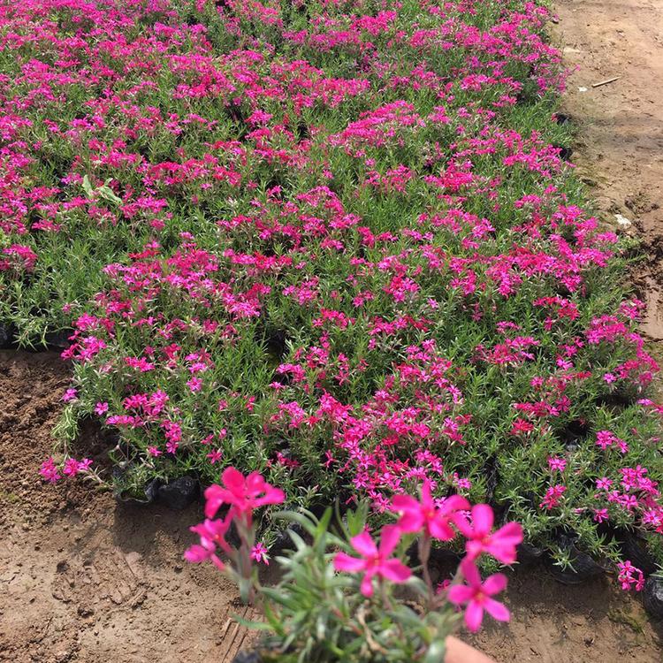 丛生福禄考基地批发 大量丛生福禄考小苗 涵香花卉苗圃
