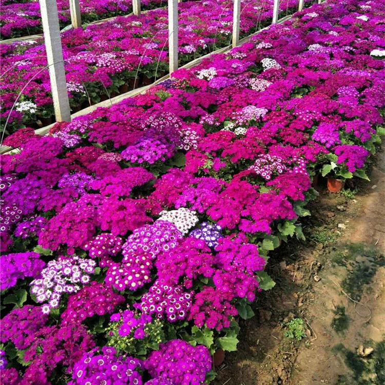 瓜叶菊 青州瓜叶菊批发 瓜叶菊价格