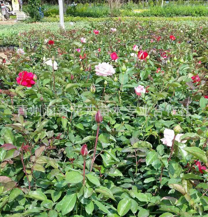 优良品种大花月季 批发基地优良品种大花月季 山东大花月季供应商