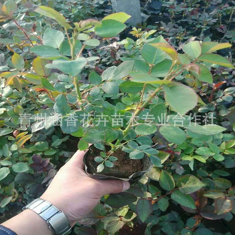 大花月季小苗 销售大花月季小苗 青州大花月季基地