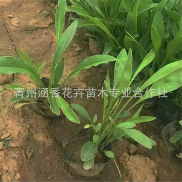 涵香花卉喜光金鸡菊 青州喜光金鸡菊 金鸡菊批发商