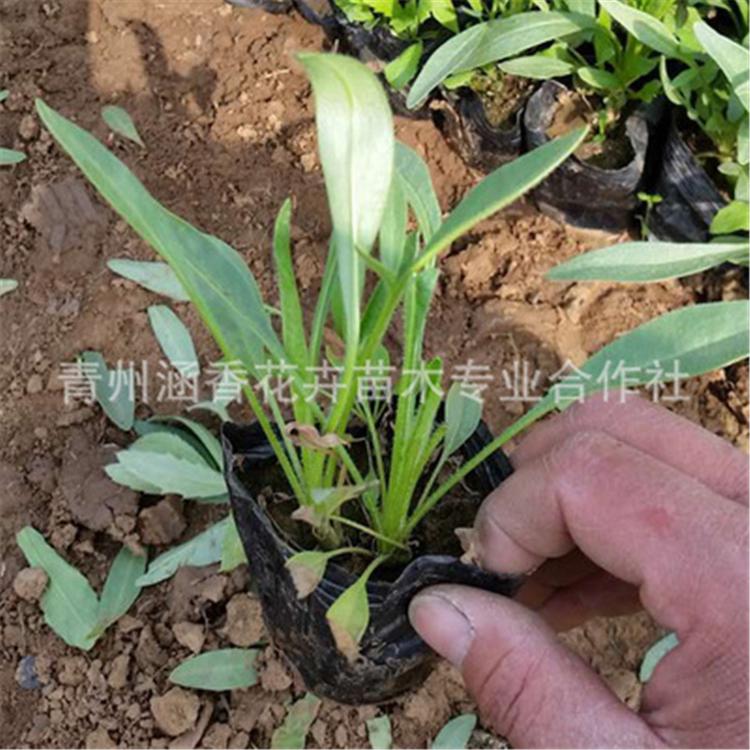 喜光金鸡菊 青州基地销售金鸡菊 涵香花卉喜光金鸡菊