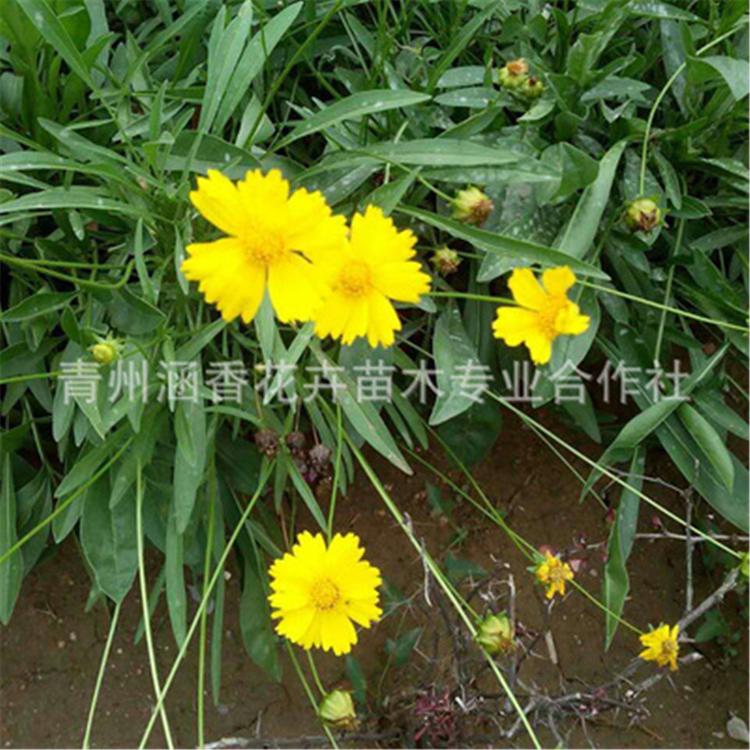 耐寒耐旱金鸡菊 山东金鸡菊大量批发 采购基地耐寒耐旱金鸡菊