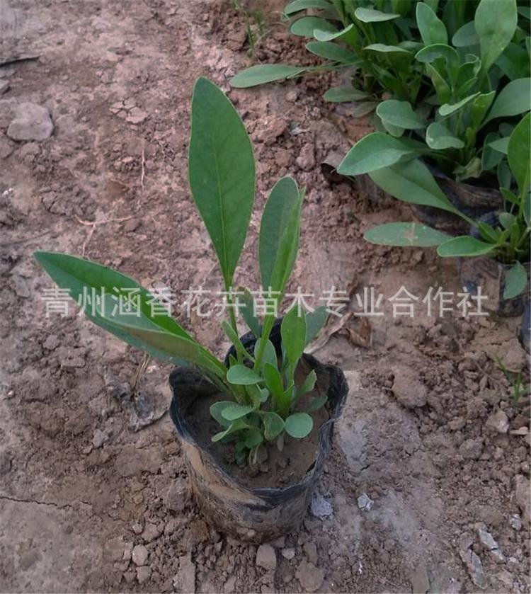 基地销售金鸡菊 青州喜光金鸡菊 订购报价喜光金鸡菊