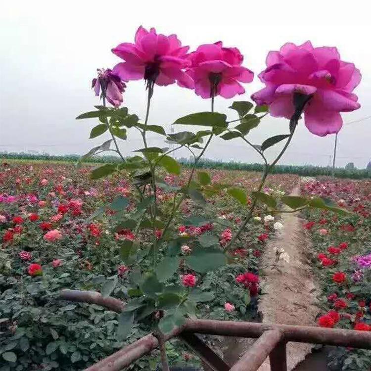 大花月季优惠 苗圃供应观赏花卉大花月季 青州大花月季优惠