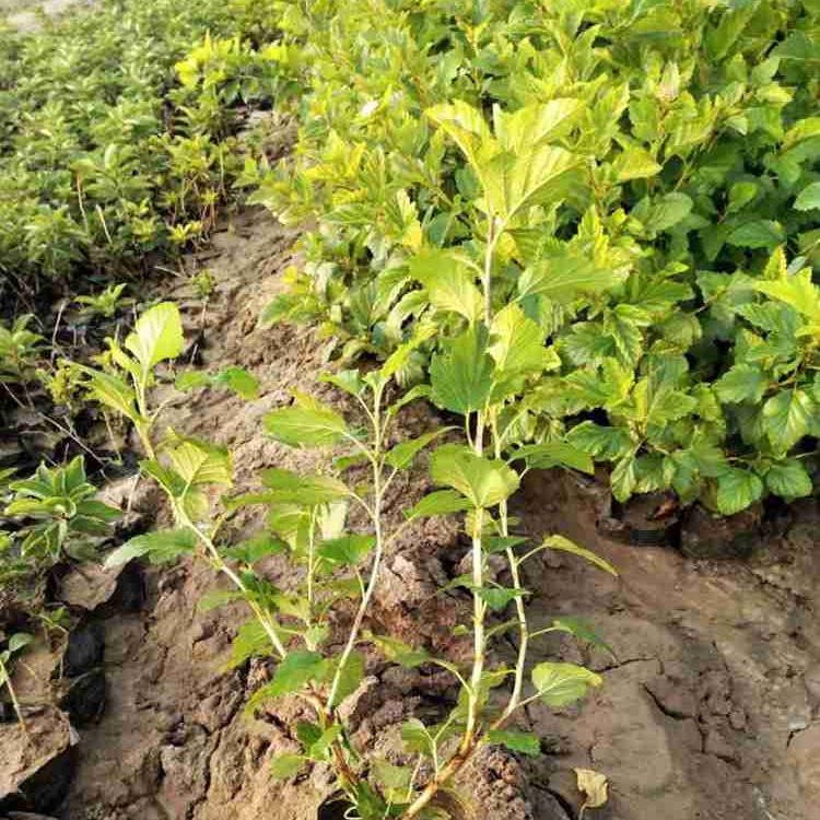 金叶风箱果基地   金叶风箱果价格   绿化苗木