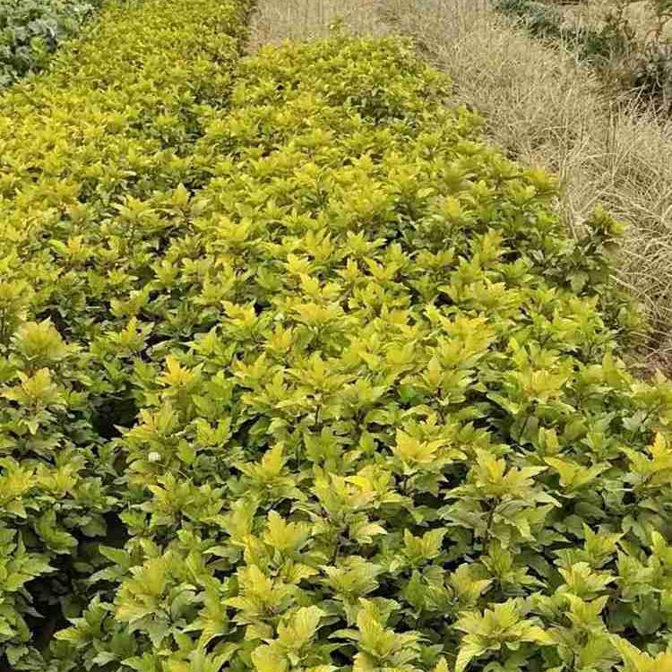 苗圃直供金叶风箱果   金叶风箱果价格  金叶风箱果绿篱