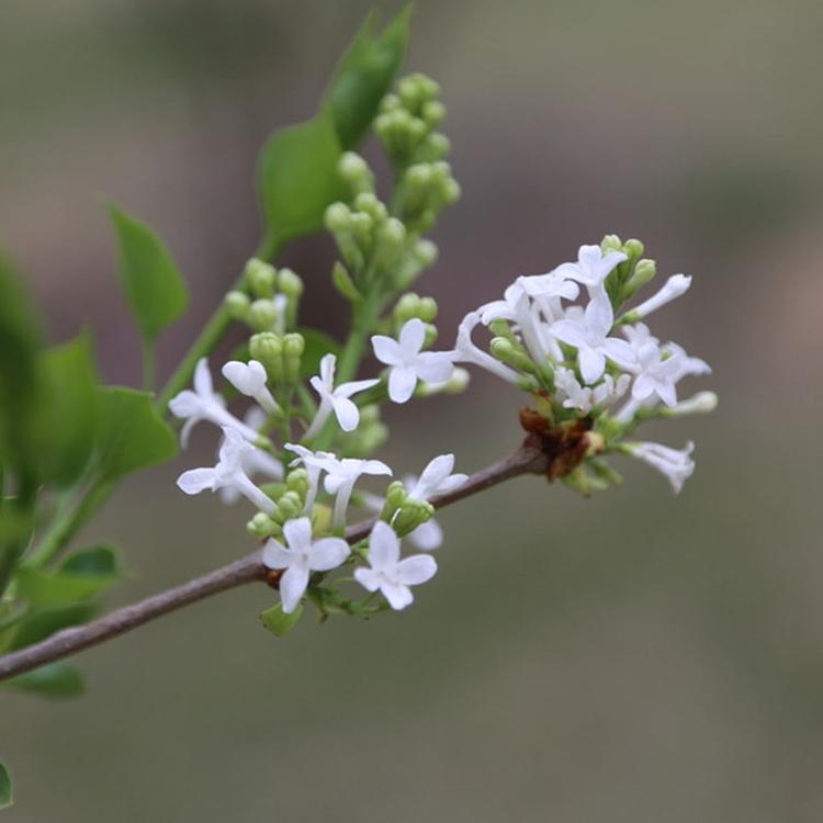 临朐丁香苗  丛生丁香花  丁香花卉价格 品种齐全