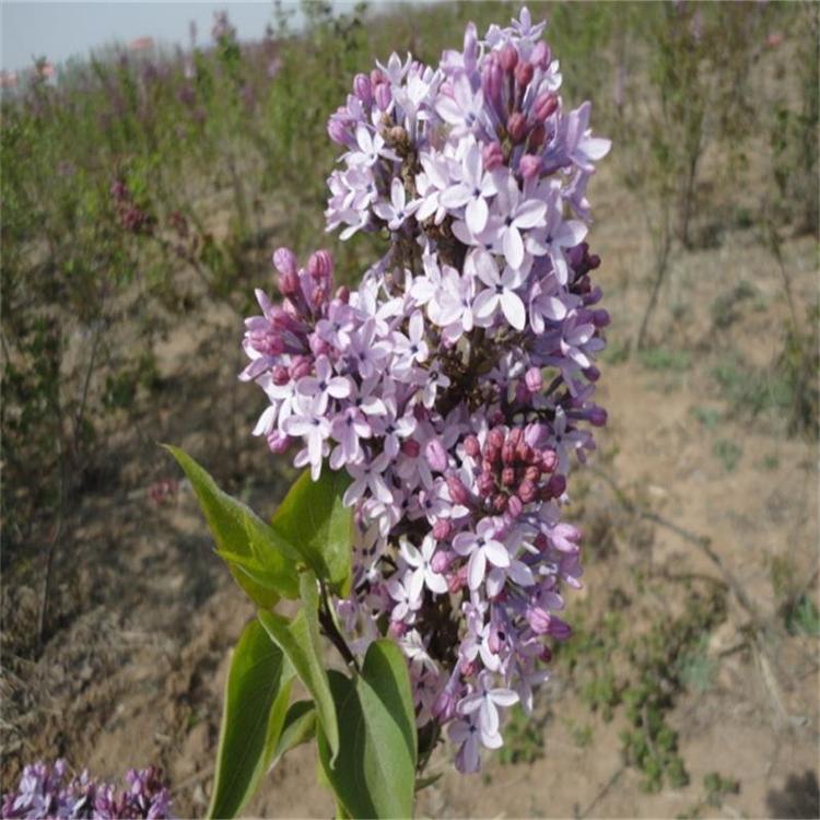 临沂丁香苗  丛生丁香花  丁香花卉基地 基地直销