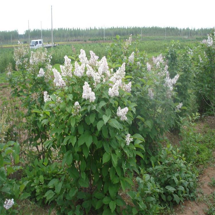 潍坊丛生丁香  丁香花  丁香苗价格 品种齐全