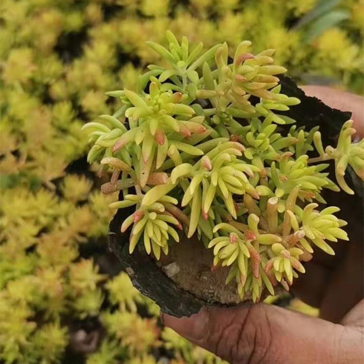 佛甲草批发 金叶佛甲草价格
