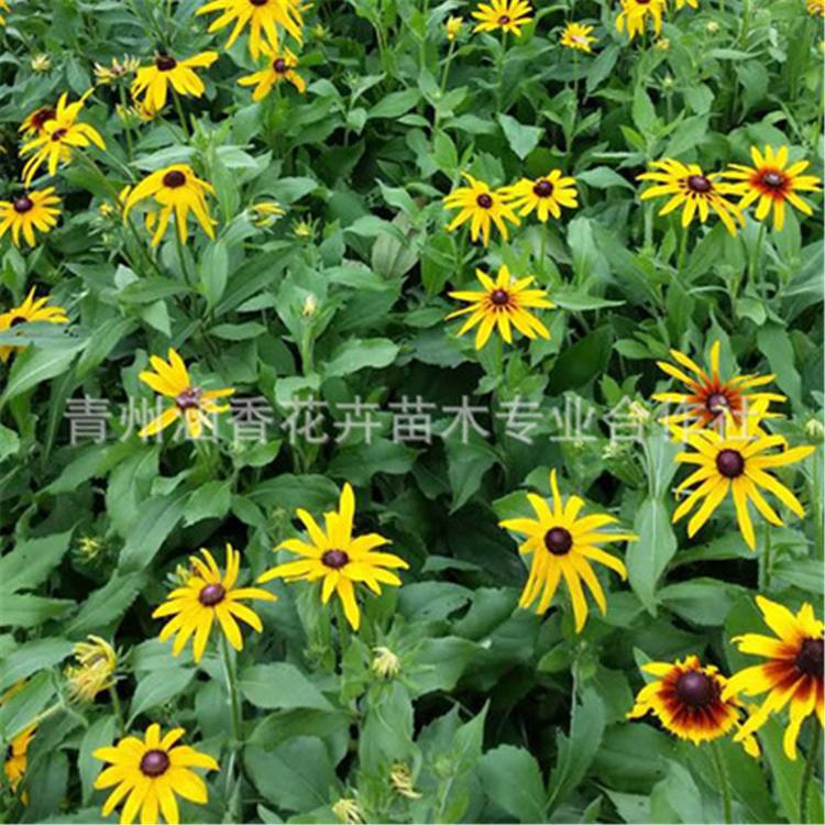 山东黑心菊种植 涵香花卉黑心菊小苗 黑心菊种植