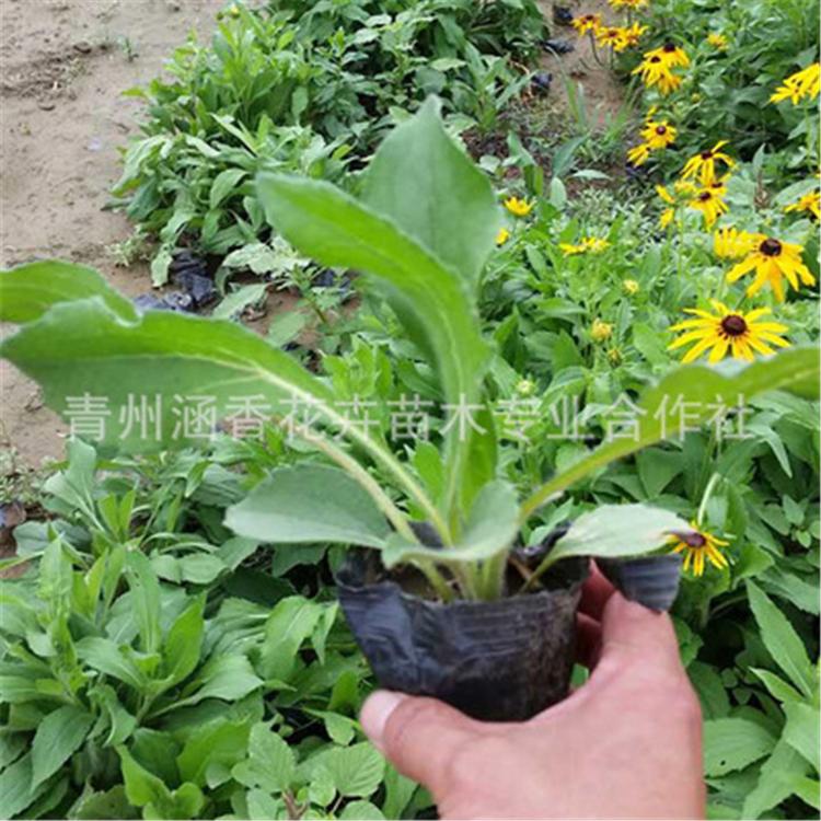采购基地耐旱黑心菊 山东耐旱黑心菊 黑心菊基地