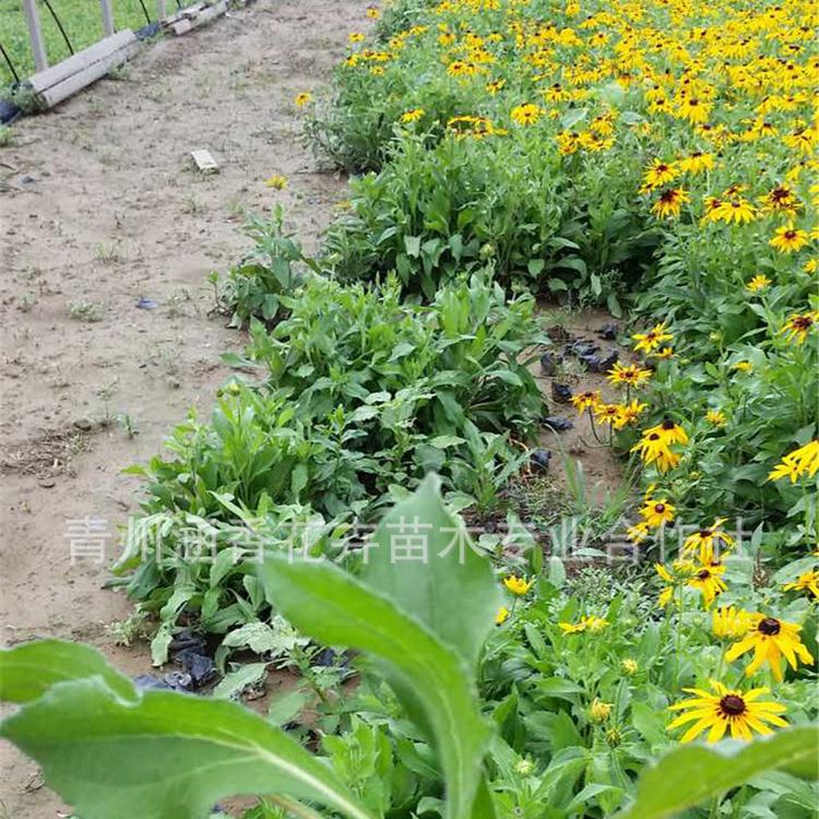 黑心菊种植 青州黑心菊幼苗 苗圃基地批发黑心菊幼苗