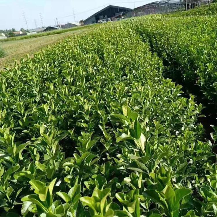 临朐卫矛 小卫矛苗子批发  馨慧苗木量大价优