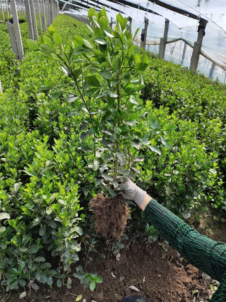 冬青种植基地 青州冬青种苗 批发基地冬青种苗
