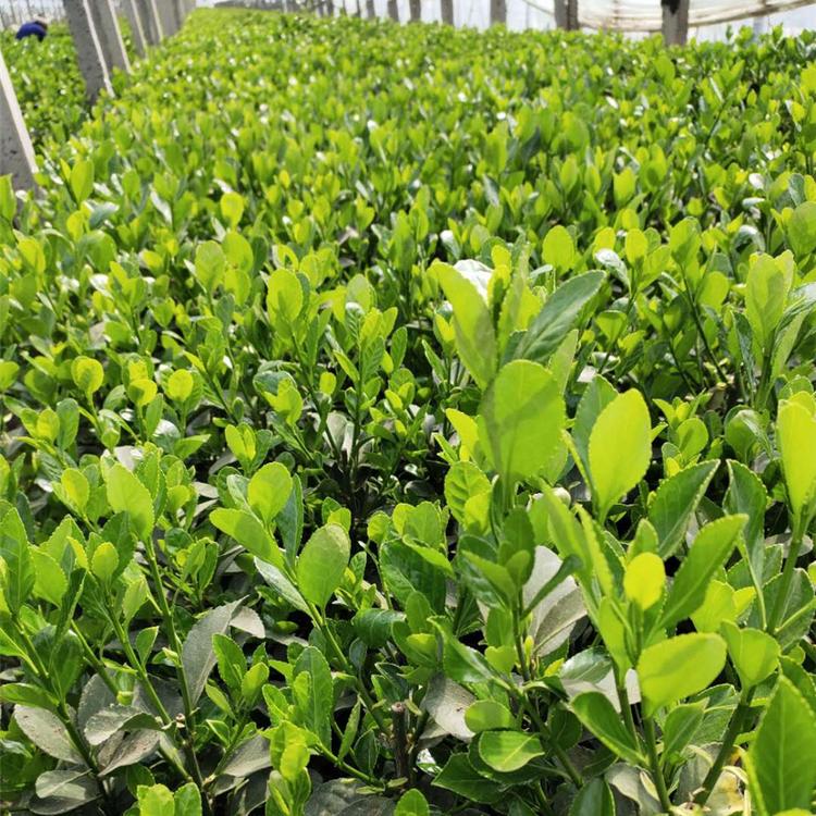 基地供应常绿冬青小苗 山东冬青种植基地 常绿冬青小苗