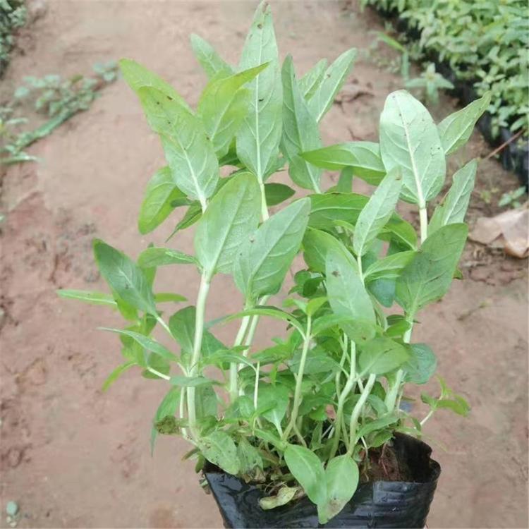 千屈菜 不限量千屈菜 山东销售千屈菜