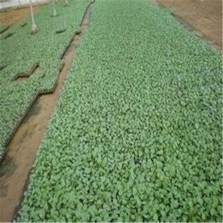 广辰   高产西兰花苗批发有货   绿花菜苗价格