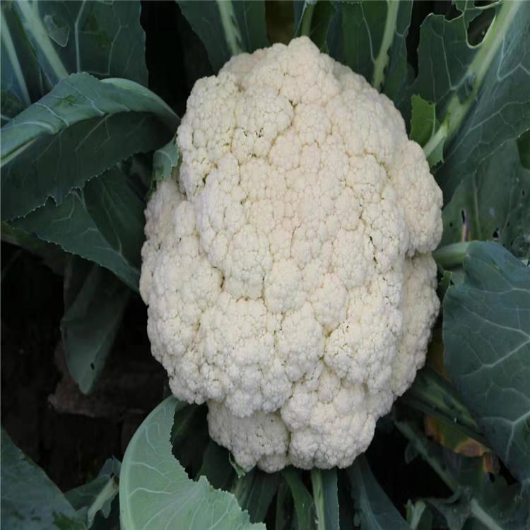 松花种苗 量大价优 青花菜 山东种苗