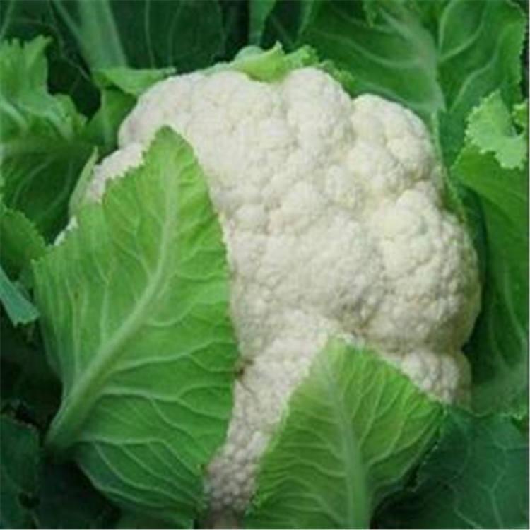 松花苗 抗病虫害 花椰菜种苗 批发好价
